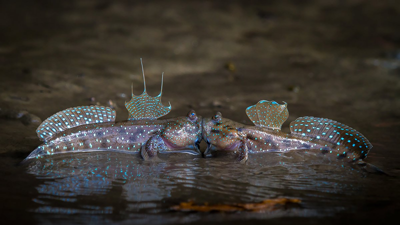 Illustration for article titled Alégrate el día con las fotos finalistas de los Comedy Wildlife Photography Awards